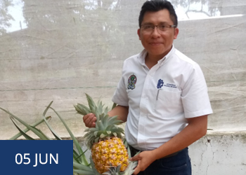 TecNM campus Tizimín obtiene el primer fruto de piña a partir de la técnica de Micropropagación 
