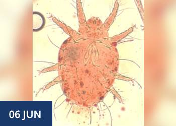 Docentes y estudiantes del Instituto Tecnológico de Mexicali registran presencia de especie invasora en cultivos de dátil